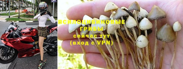 сатива Пересвет